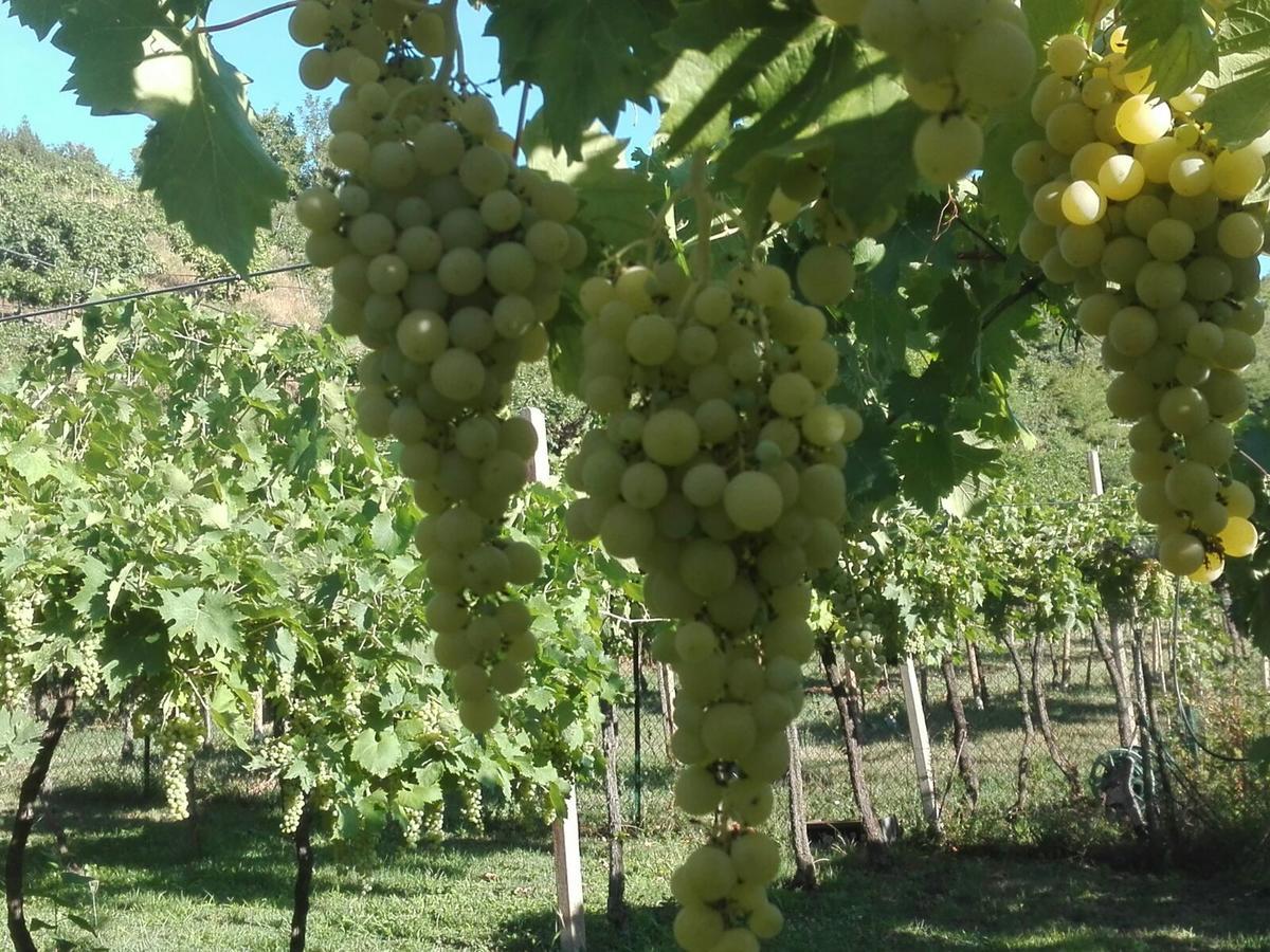B&B Pontesello Colognola ai Colli エクステリア 写真